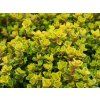 Mateřídouška citrónová 'Aureus' - Thymus x citriodorus 'Aureus'  Thymus x citriodorus 'Aureus'