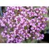 50910 50910 50910 50910 materidouska casna thymus praecox v pseudolanuginosus