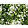 Mateřídouška úzkolistá 'Albus' - Thymus serpyllum 'Albus'  Thymus serpyllum 'Albus'