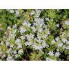 Mateřídouška úzkolistá 'Albus' - Thymus serpyllum 'Albus'  Thymus serpyllum 'Albus'