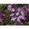 Mateřídouška úzkolistá 'Elfin' - Thymus serpyllum 'Elfin'  Thymus serpyllum 'Elfin'