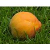 Meruňka 'Farbaly'  Prunus armaniaca 'Farbaly'