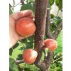 Meruňka 'Farbaly'  Prunus armaniaca 'Farbaly'
