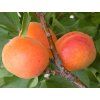 Meruňka zakrslá 'Garden Aprigold'  Prunus armeniaca ´Garden Aprigold´