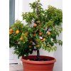 Meruňka zakrslá 'Garden Aprigold'  Prunus armeniaca ´Garden Aprigold´