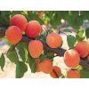 Meruňka zakrslá 'Garden Aprigold'  Prunus armeniaca ´Garden Aprigold´