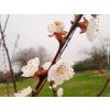 Meruňka 'Orange Red'  Prunus armeniaca 'Orange Red'