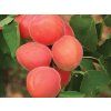 Meruňka 'Orange Red'  Prunus armeniaca 'Orange Red'