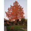 Metasekvoj čínská  Metasequoia glyptostroboides
