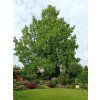 Metasekvoj čínská  Metasequoia glyptostroboides