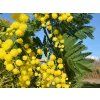 Akácie sivozelená 'Les Gaulois'  Mimosa 'Les Gaulois'