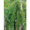 Modřín Kaempferův 'Stiff Weeping'  Larix kaempferi 'Stiff Weeping'