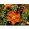 Mochna křovitá 'Red Ace'  Potentilla fruticosa 'Red Ace'
