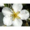 Mochna trojzubá 'Nuuk' - Potentilla tridentata 'Nuuk'  Potentilla tridentata 'Nuuk'
