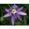 Passiflora caerulea (1)