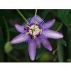 Passiflora caerulea (2)