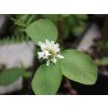 Muchovník 'Sultana'  Amelanchier 'Sultana'