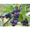Muchovník olšolistý 'Martin'  Amelanchier alnifolia 'Martin'