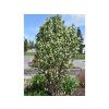 Muchovník olšolistý 'Obelisk'  Amelanchier alnifolia 'Obelisk'