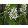Muchovník olšolistý 'Obelisk'  Amelanchier alnifolia 'Obelisk'