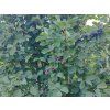 Muchovník olšolistý 'Smokey'  Amelanchier alnifolia 'Smokey'
