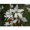 Muchovník hladký 'Snowflakes'  Amelanchier laevis 'Snowflakes'