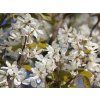 Muchovník hladký 'Snowflakes'  Amelanchier laevis 'Snowflakes'