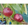 Nektarinka 'Flateryna'  Prunus persica 'Flateryna'