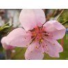 Nektarinka 'Harco'  Prunus persica 'Harco'