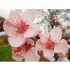Nektarinka 'Stark Red Gold'  Prunus persica 'Stark Red Gold'