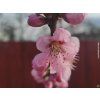 Nektarinka 'Stark Red Gold'  Prunus persica 'Stark Red Gold'