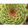 53142 netresk vapnomilny bicolor sempervivum calcareum bicolor