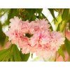 53850 5 53850 5 prunus kiku zakura shidare kopie