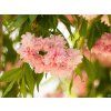 53850 7 53850 7 prunus kiku zakura shidare