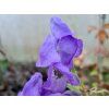 Oměj Šalamounek - Aconitum napellus  Aconitum napellus