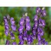 Oměj Šalamounek - Aconitum napellus  Aconitum napellus