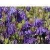 Aquilegia vulgaris (1)