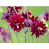 ruby port