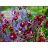 Orlíček obecný 'Ruby Port' - Aquilegia vulgaris 'Ruby Port'  Aquilegia vulgaris 'Ruby Port'