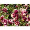 Aquilegia vulgaris 'Winky Red and White Double' (1)