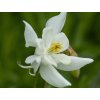 magic white 2