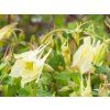 Aquilegia Yellow Magic Spring (2)