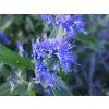 Ořechokřídlec klandonský 'Heavenly Blue'  Caryopteris x clandonensis 'Heavenly Blue'