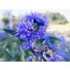 Ořechokřídlec klandonský 'Heavenly Blue'  Caryopteris x clandonensis 'Heavenly Blue'
