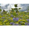 Ořechokřídlec klandonský 'Hint of Gold'  Caryopteris x clandonensis 'Hint of Gold'