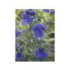 Ořechokřídlec klandonský 'Kew Blue'  Caryopteris x clandonensis 'Kew Blue'