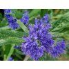 Ořechokřídlec klandonský 'Kew Blue'  Caryopteris x clandonensis 'Kew Blue'