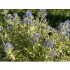Ořechokřídlec klandonský 'Summer Sorbet'  Caryopteris x clandonensis 'Summer Sorbet'