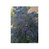Ořechokřídlec klandonský 'Summer Sorbet'  Caryopteris x clandonensis 'Summer Sorbet'