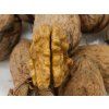Ořešák 'Bohumil'  Juglans regia 'Bohumil'